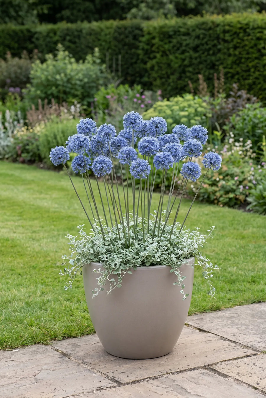 Allium Caeruleum — in pot op terras