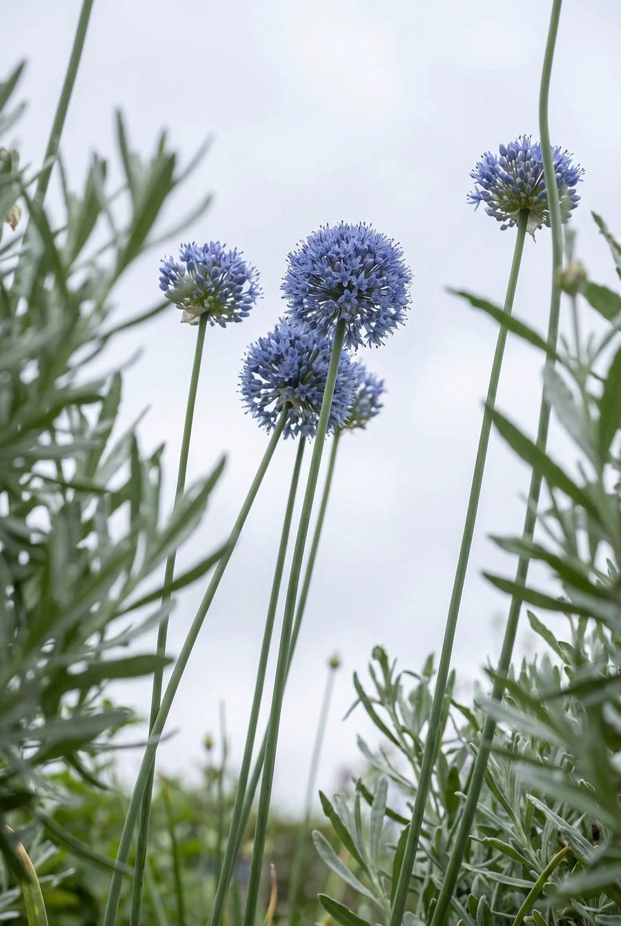 Allium Caeruleum — in de tuin