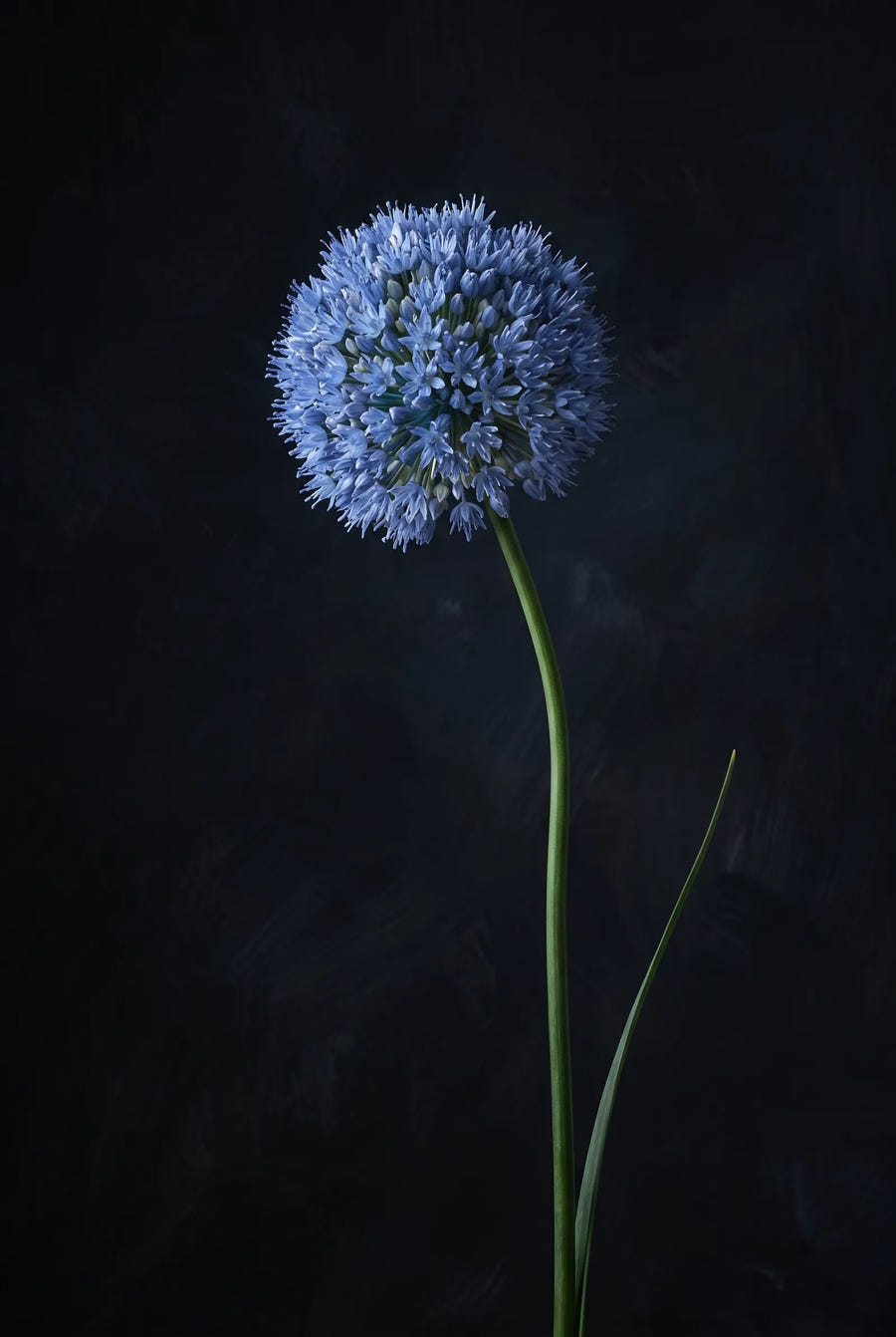 Allium Caeruleum — sfeerbeeld