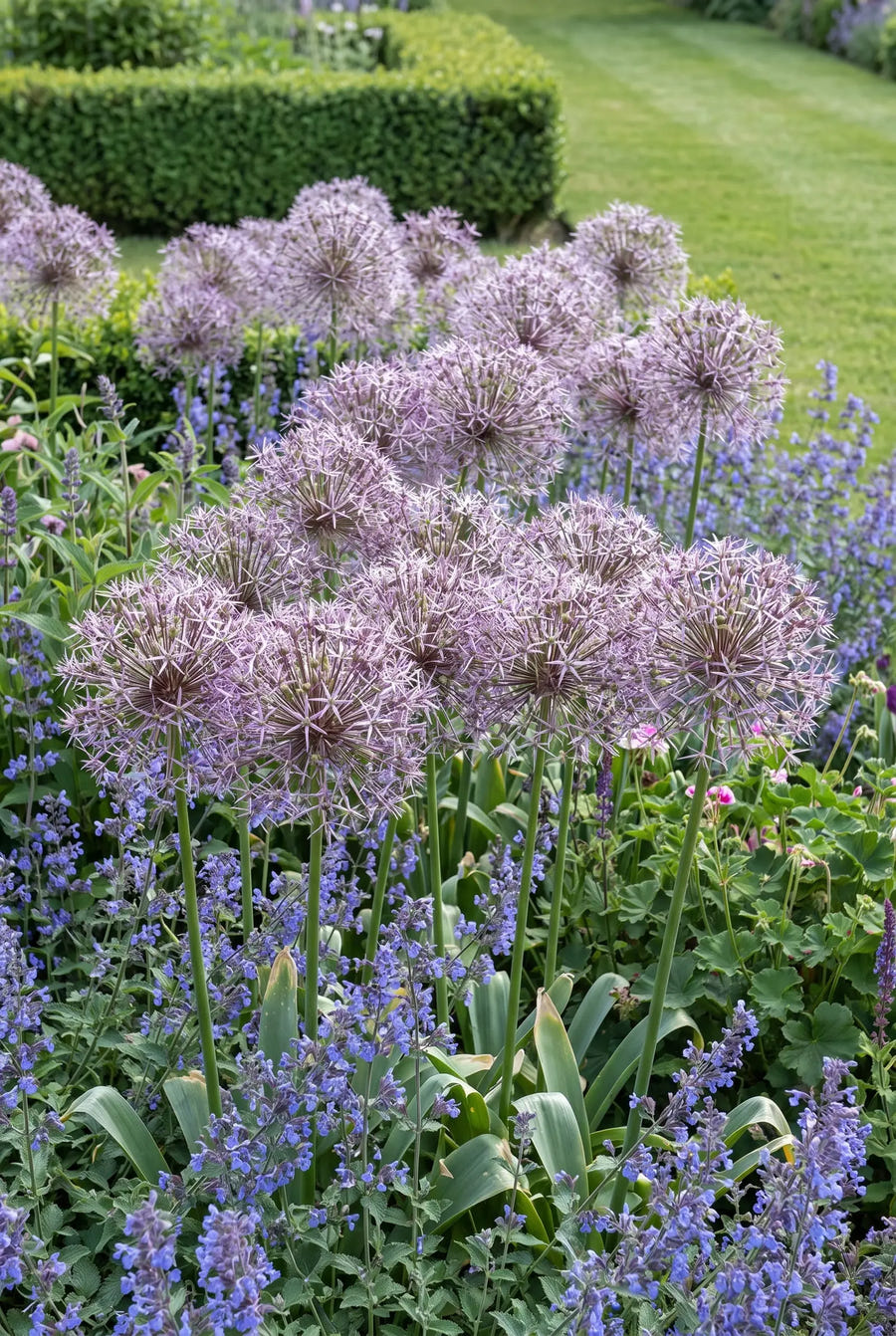 Allium Christophii — in de border