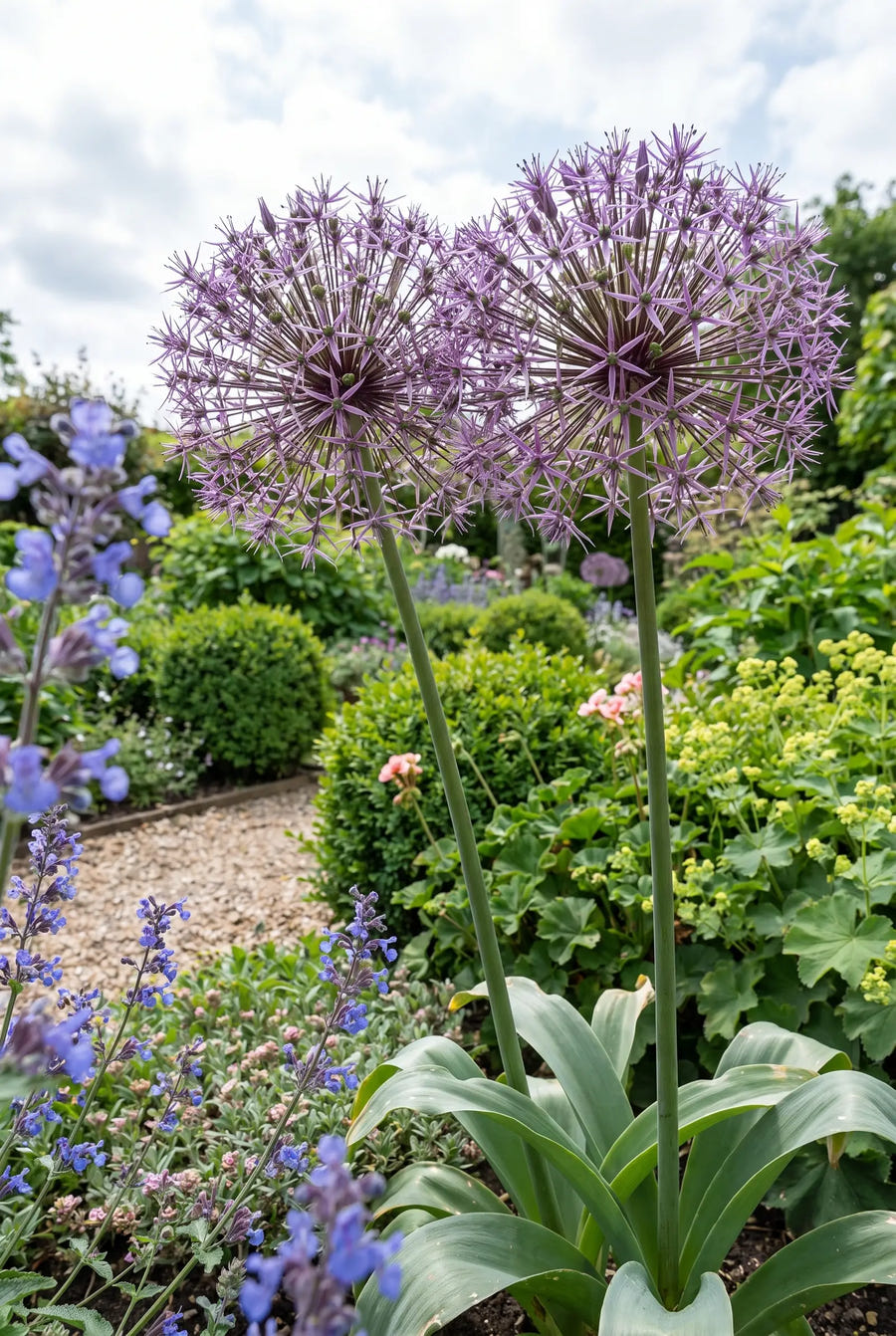 Allium Christophii — in de tuin
