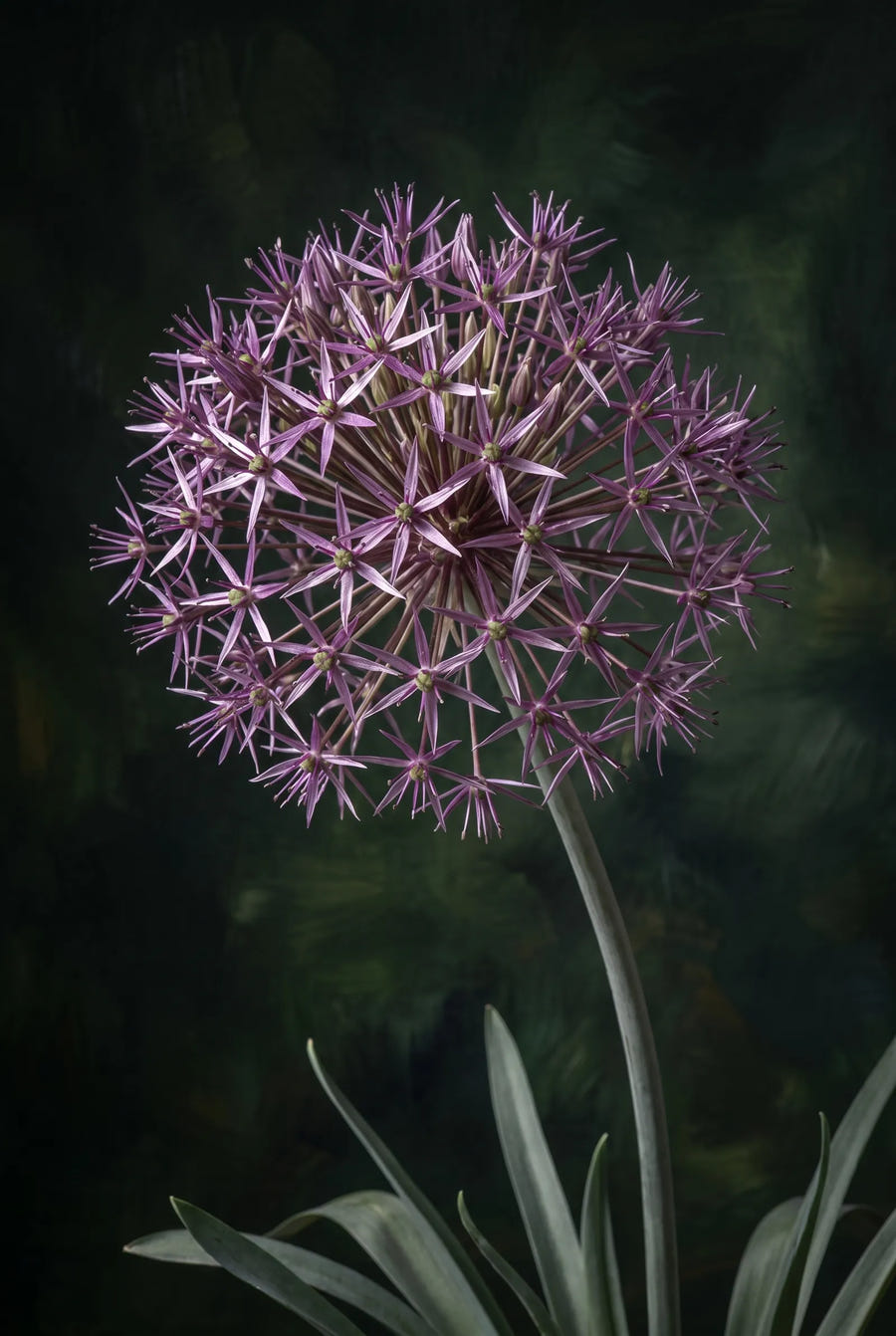 Allium Christophii — sfeerbeeld