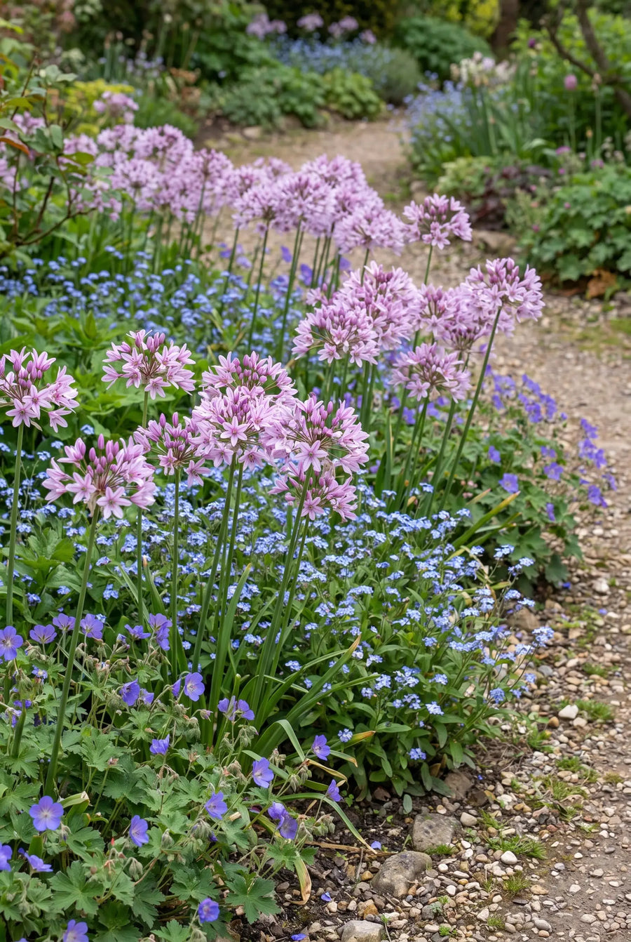 Allium Eros — groep in de tuinborder