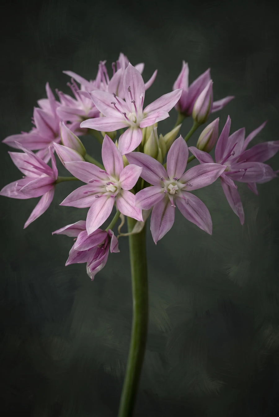 Allium Eros — sfeerbeeld