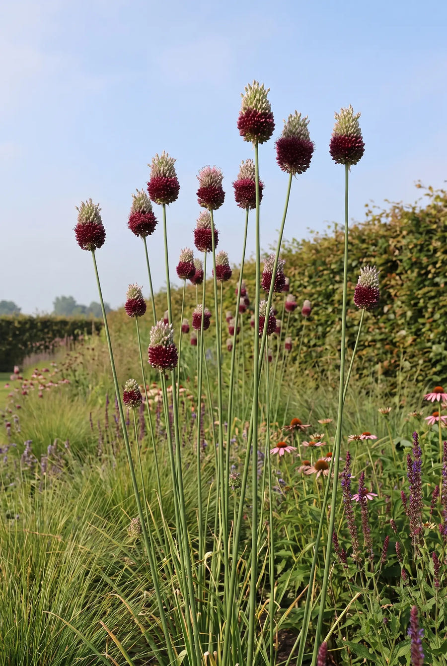 Allium Forelock — in de border