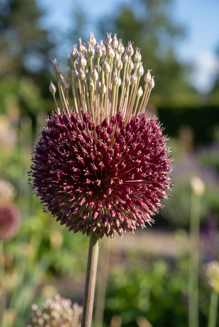 Allium Forelock — close-up van de bloem