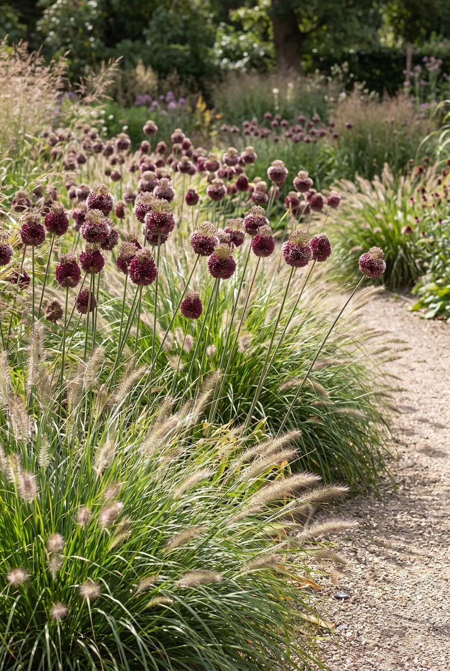 Allium Forelock — groep in de tuinborder