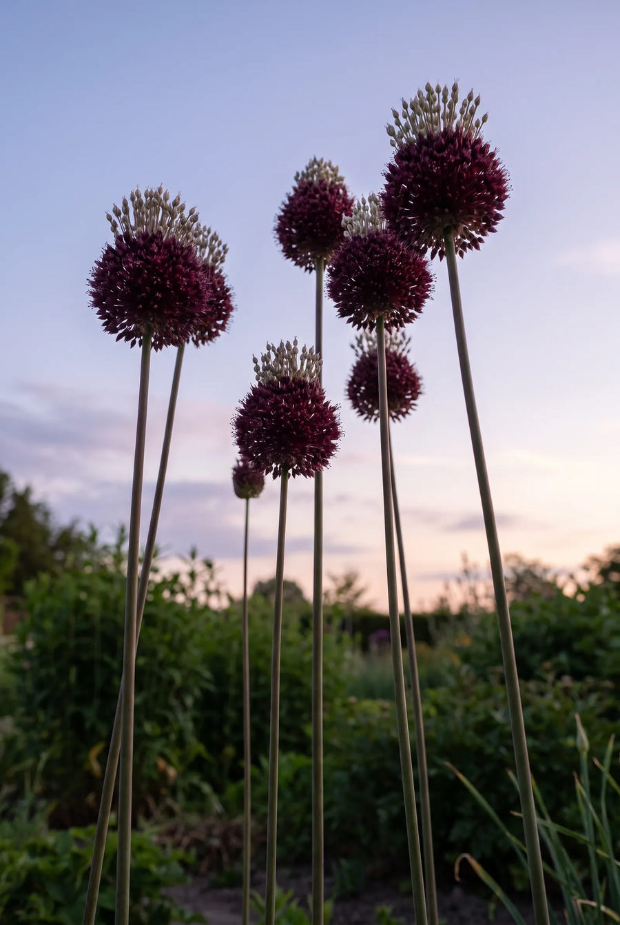 Allium Forelock — in de tuin