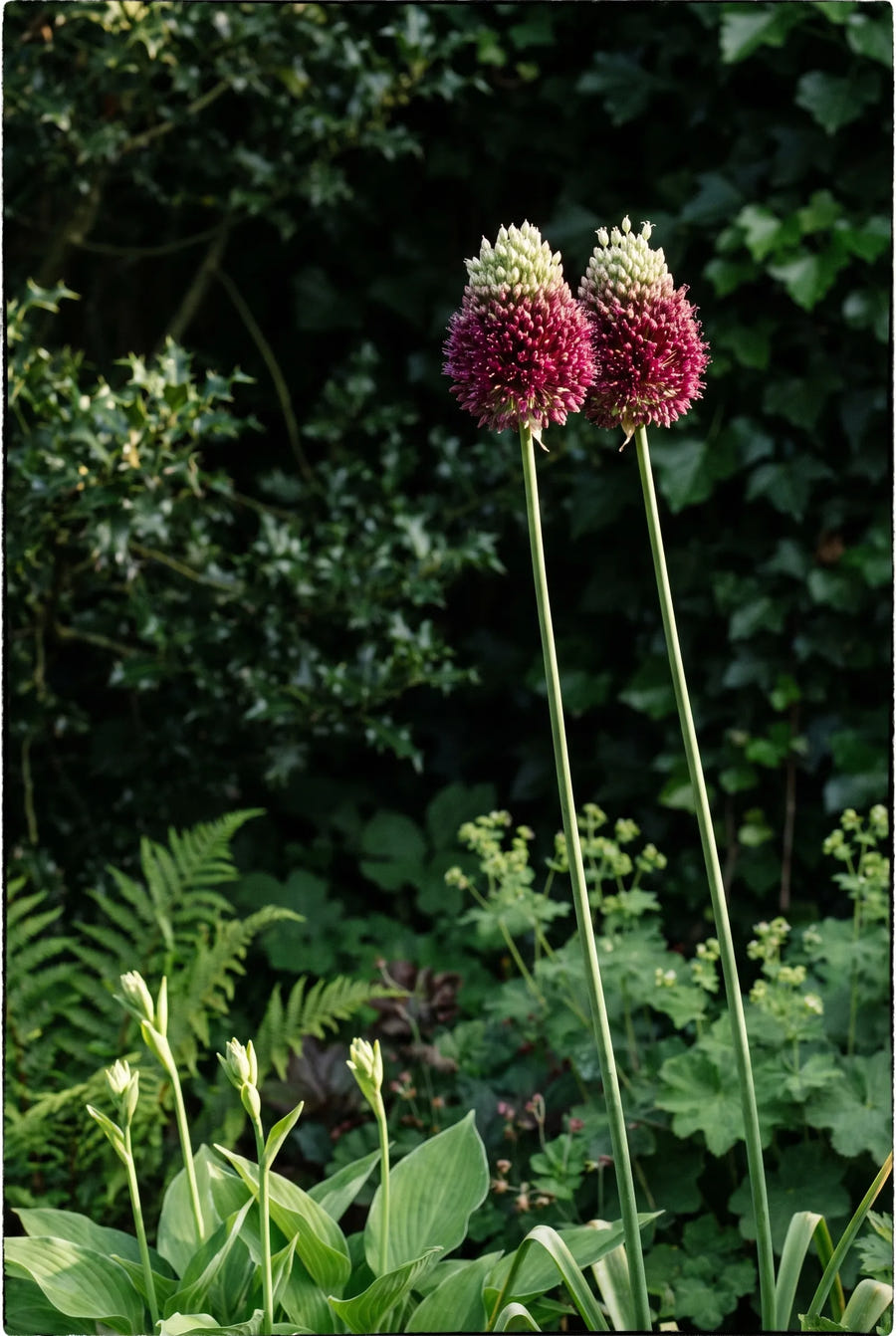 Allium Forelock — sfeerbeeld