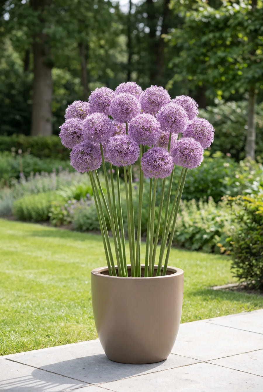 Allium Gladiator — in pot op terras