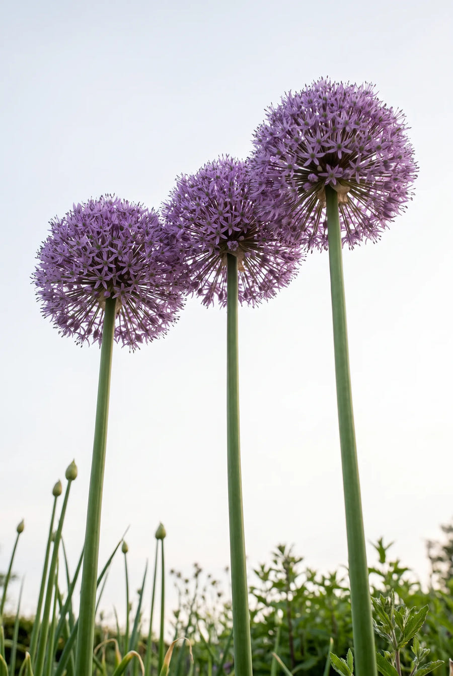 Allium Gladiator — in de tuin