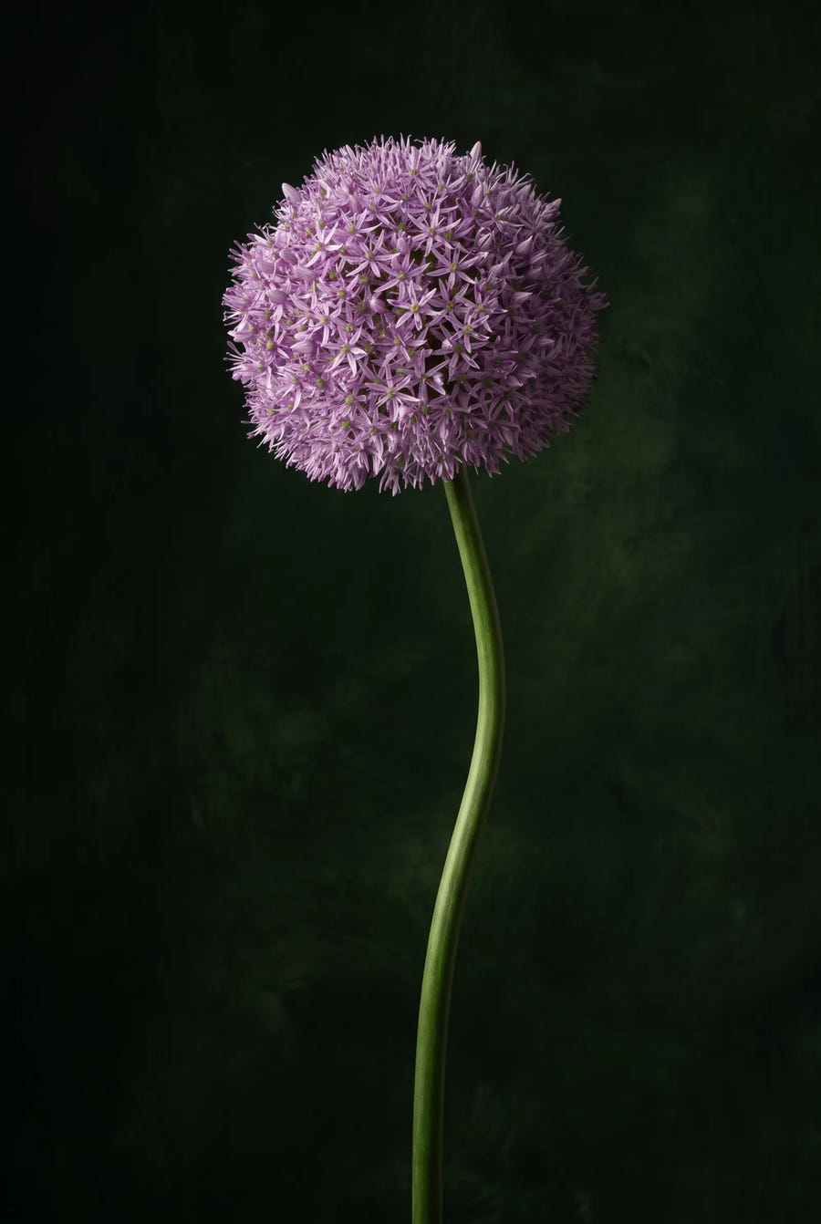 Allium Gladiator — sfeerbeeld