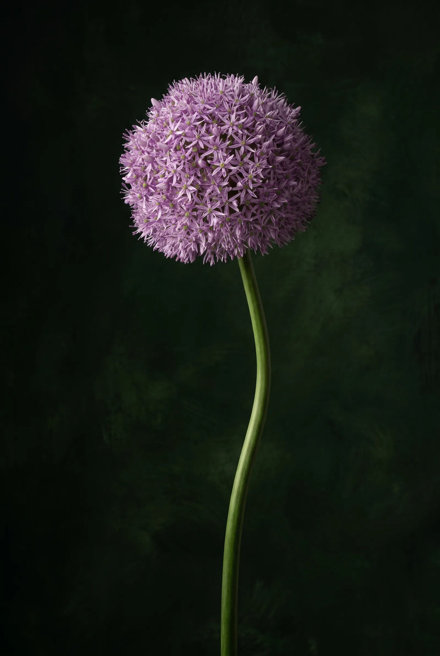 Allium Gladiator — sfeerbeeld