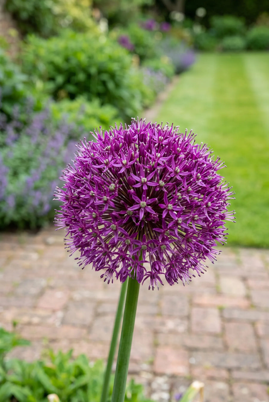 Allium Globemaster — close-up van de bloem