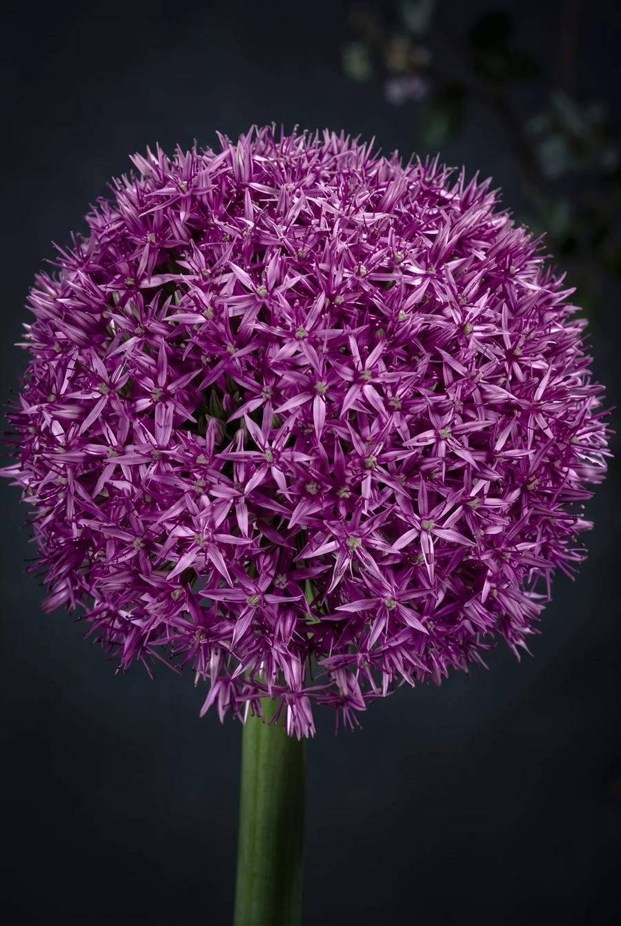 Allium Globemaster — sfeerbeeld