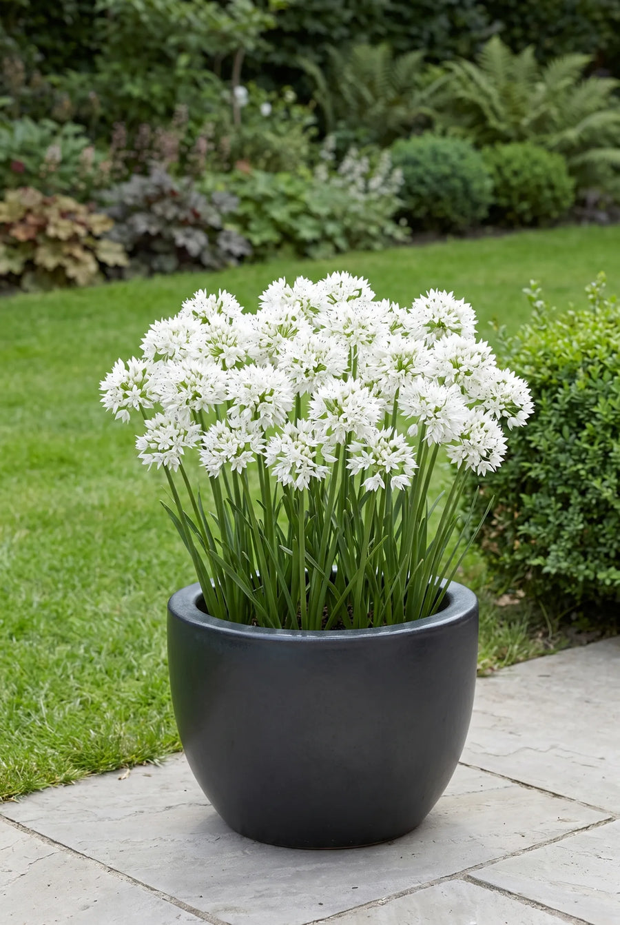 Allium Gracefull Beauty — in pot op terras