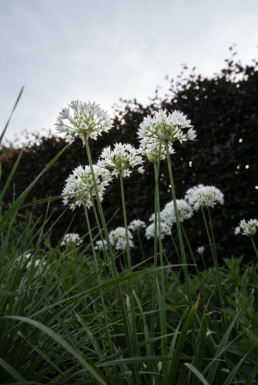 Allium Gracefull Beauty — in de tuin