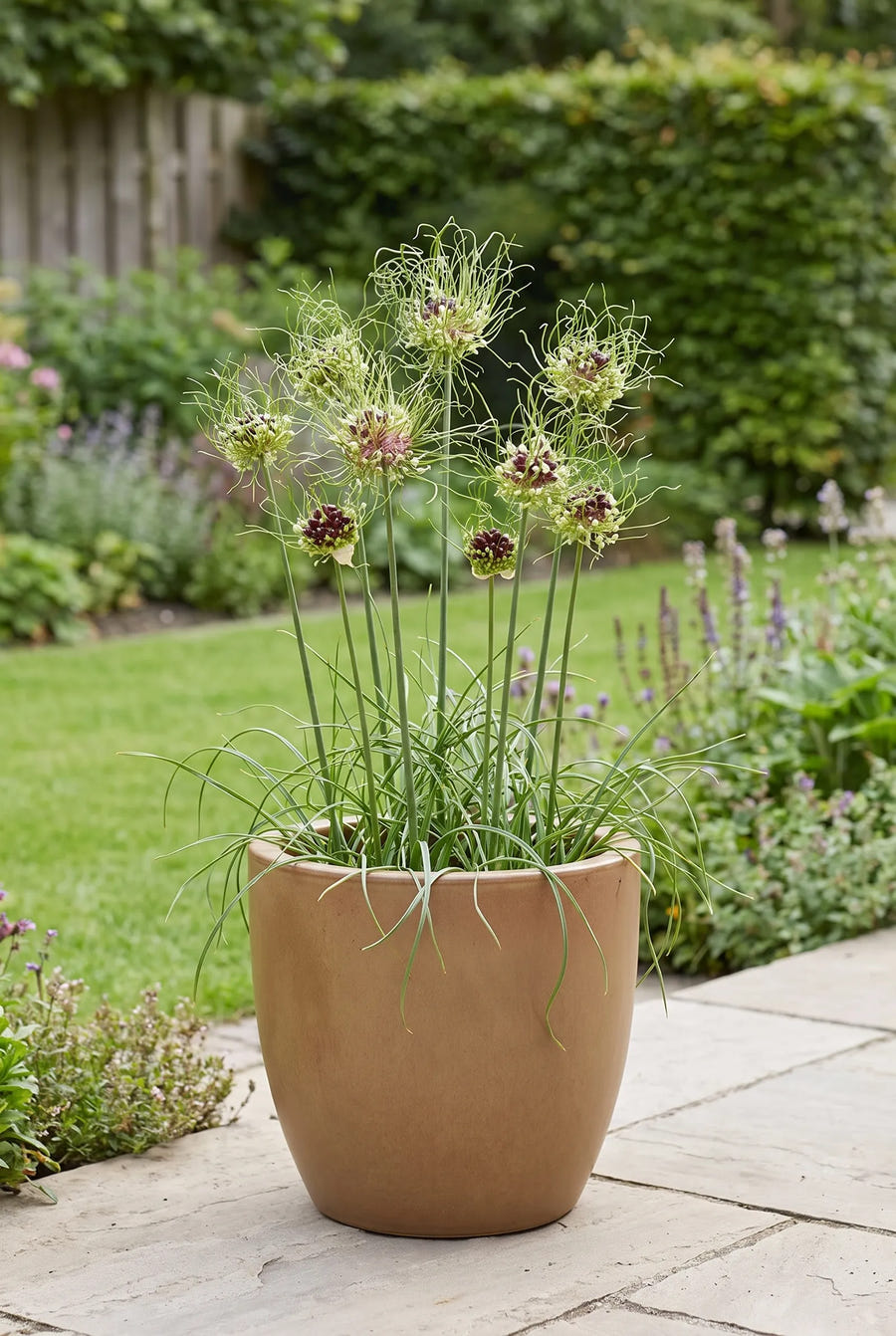 Allium Hair — in pot op terras