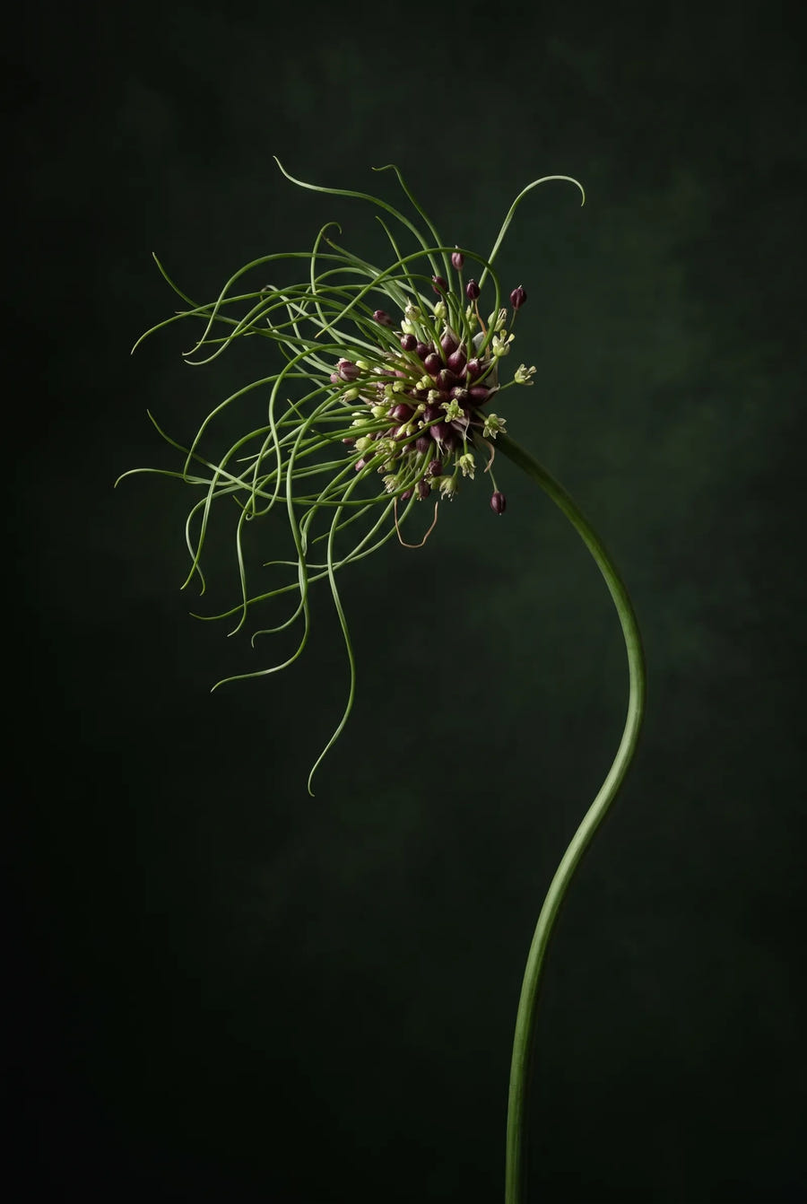 Allium Hair — sfeerbeeld