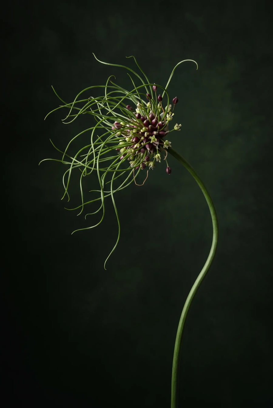 Allium Hair — sfeerbeeld
