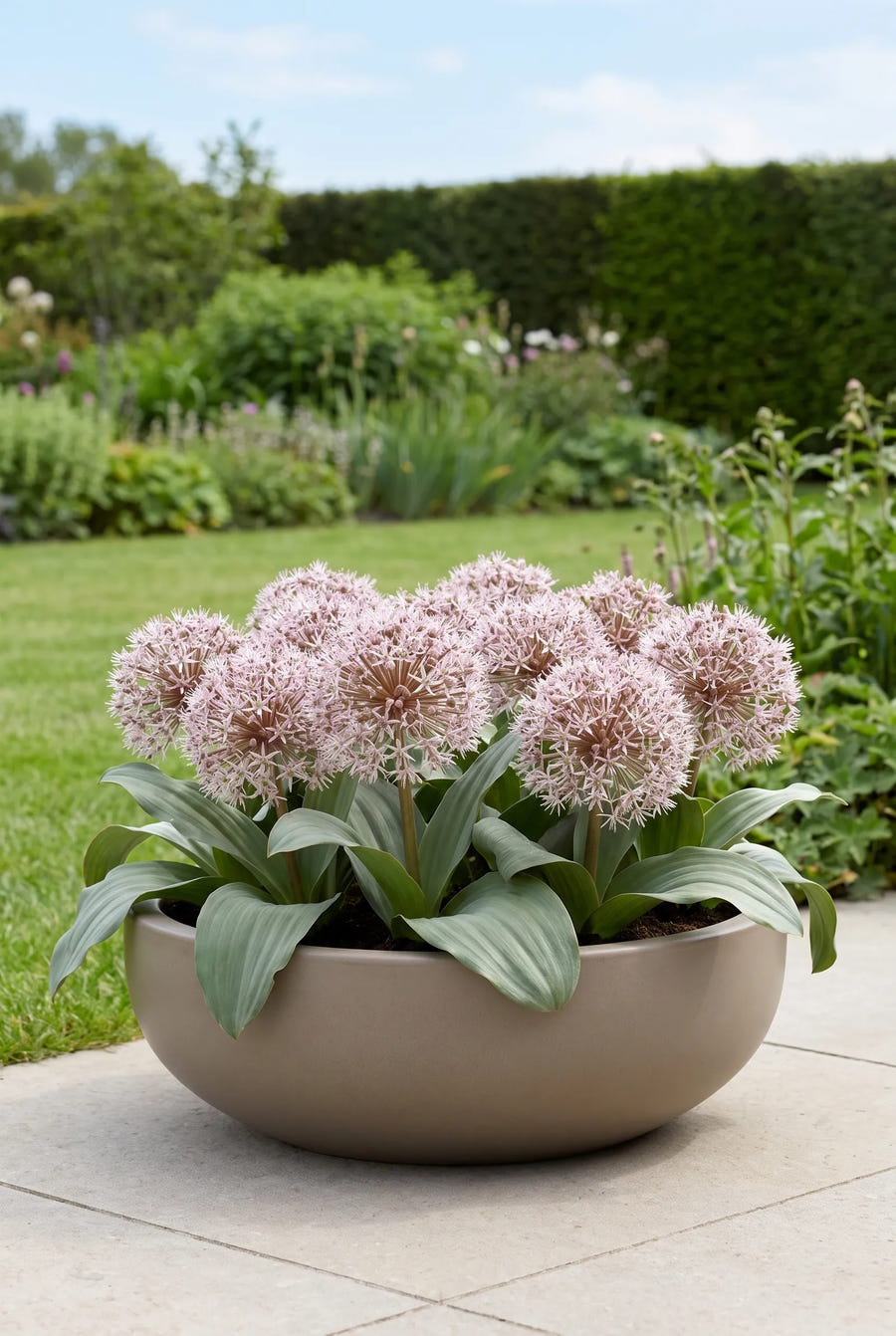 Allium Karataviense — in pot op terras