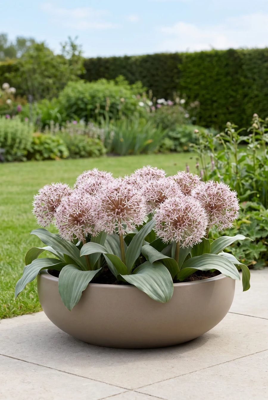 Allium Karataviense — in pot op terras