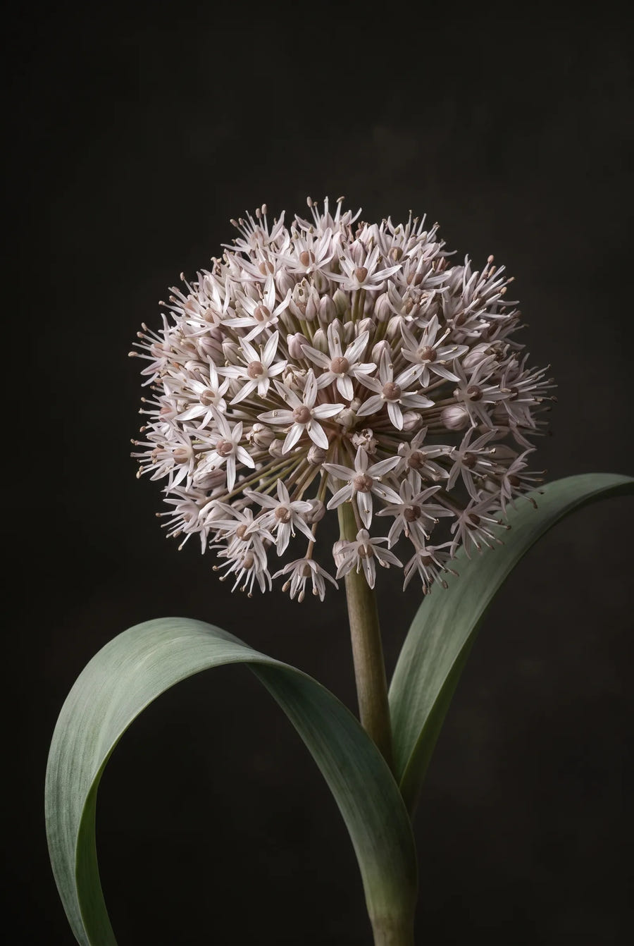 Allium Karataviense — sfeerbeeld