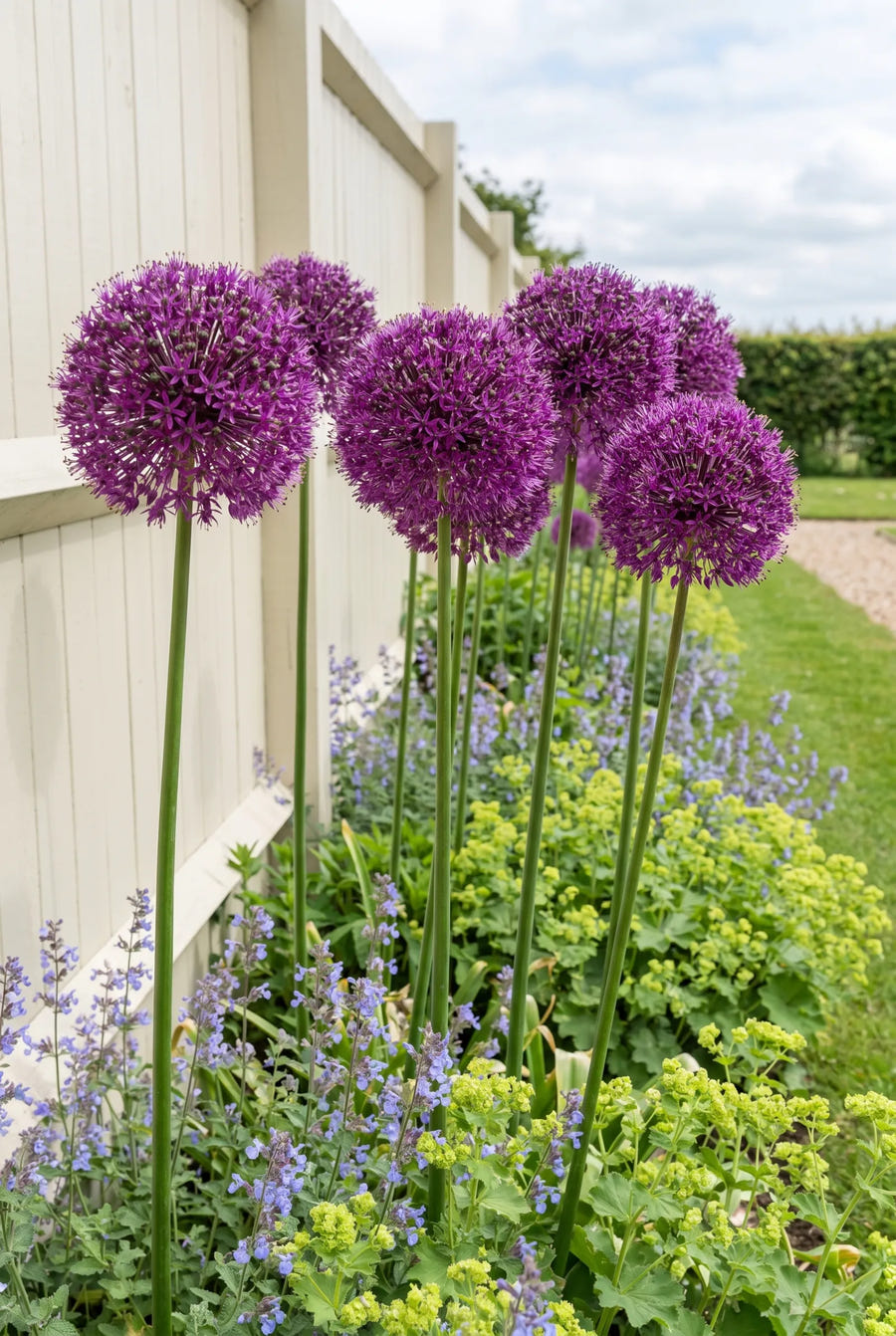 Allium Lucy Ball — in de border