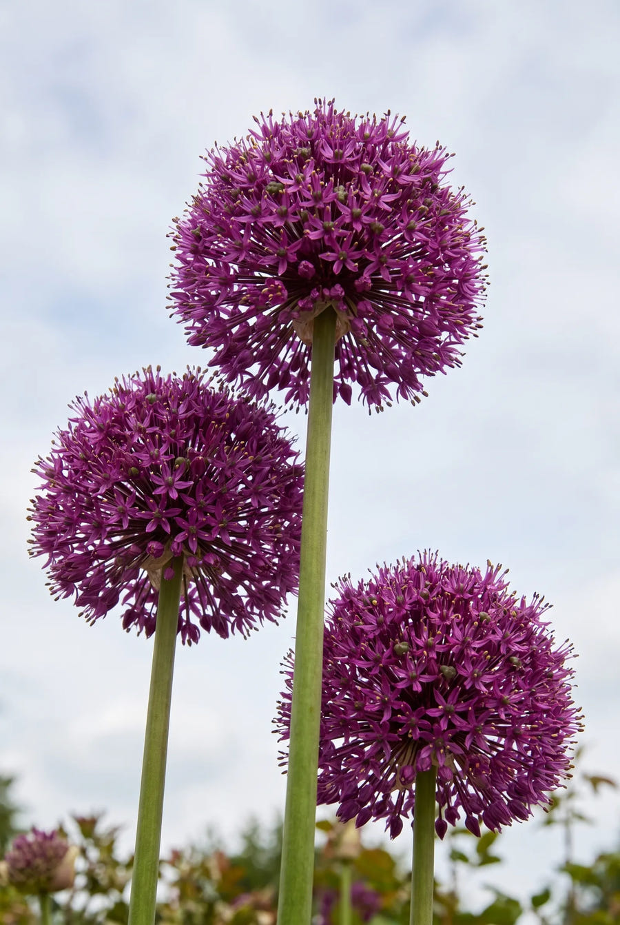 Allium Lucy Ball — in de tuin