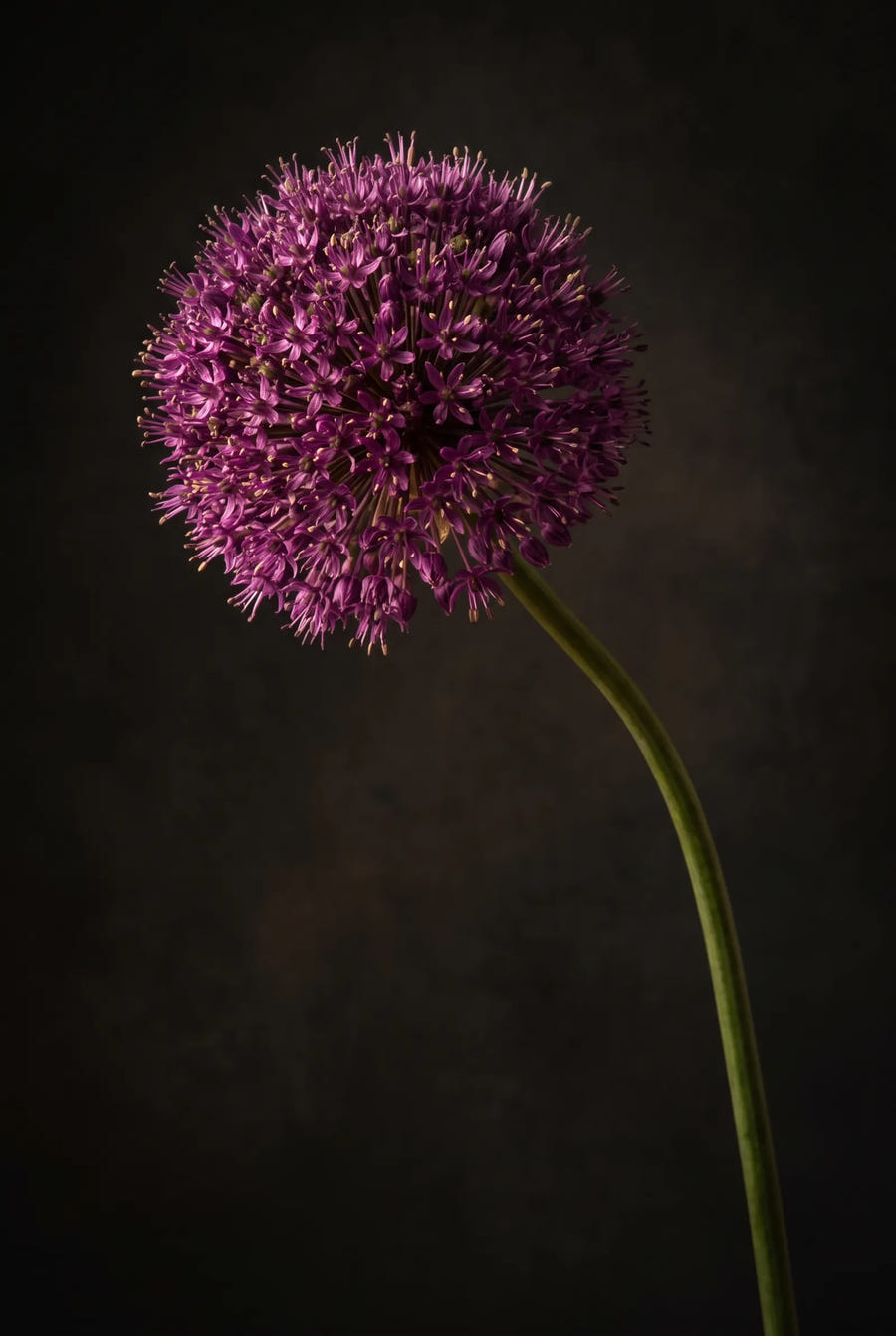 Allium Lucy Ball — sfeerbeeld