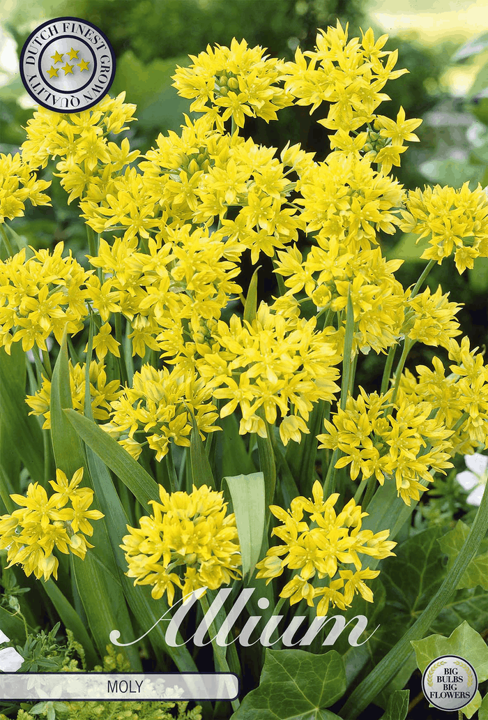 Allium Moly