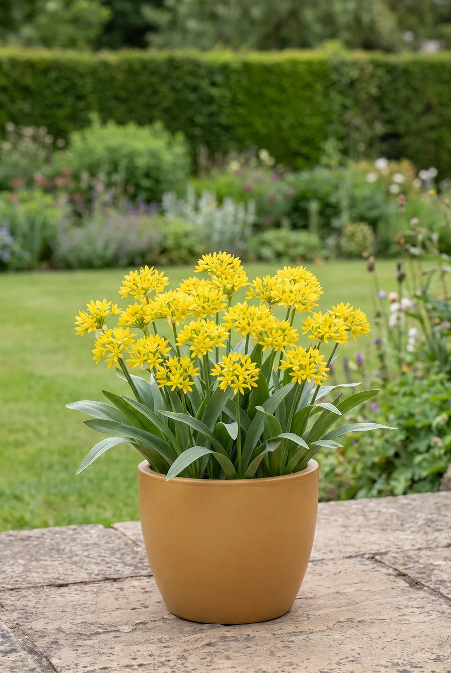 Allium Moly — in pot op terras
