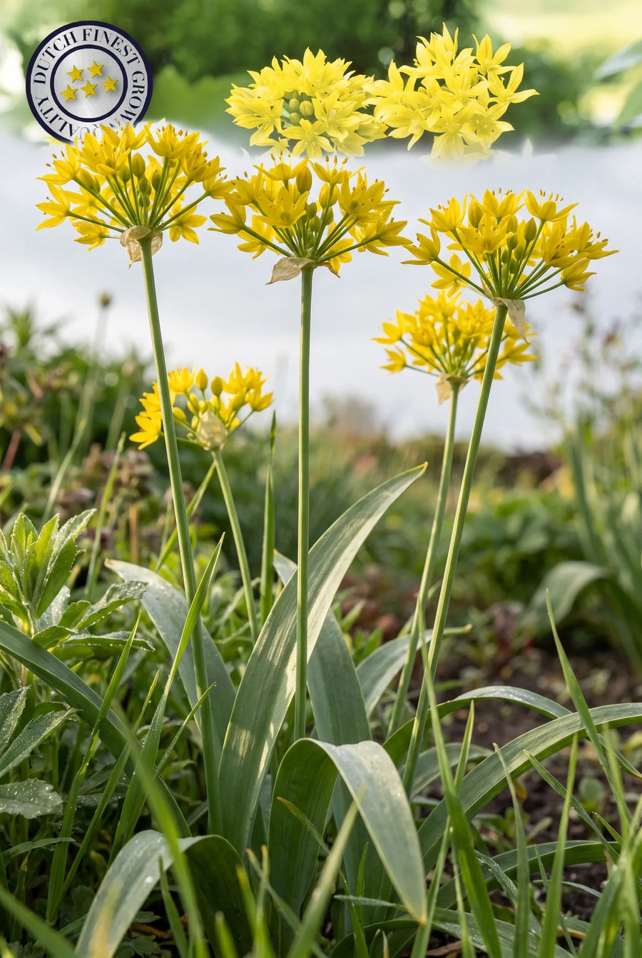 Allium Moly — in de tuin