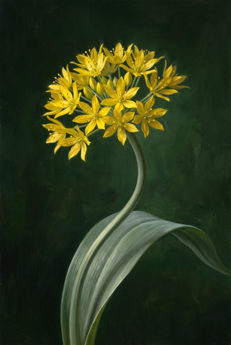 Allium Moly — sfeerbeeld