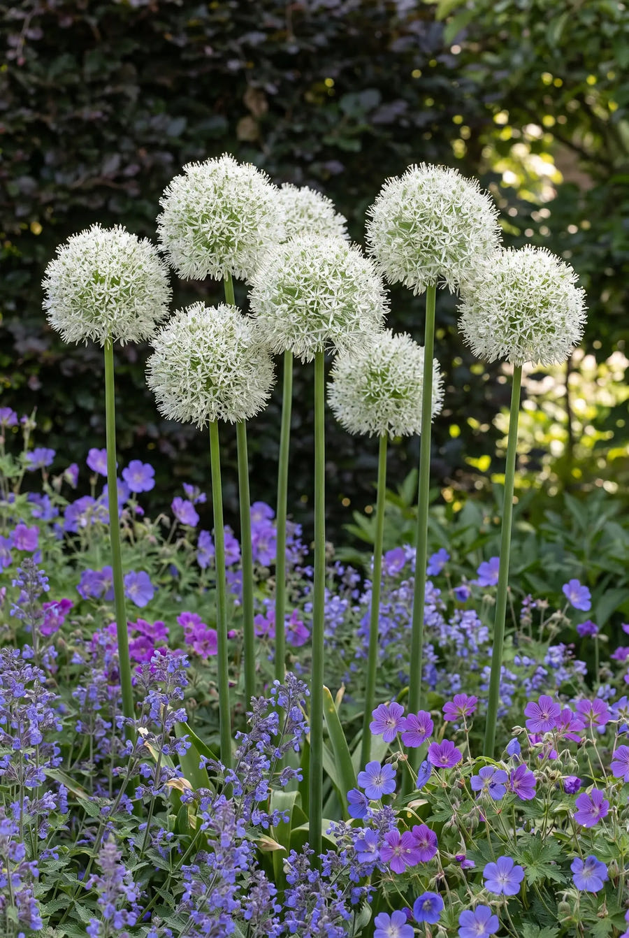 Allium Mount Everest — in de border