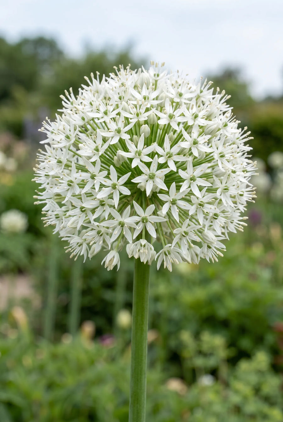 Allium Mount Everest — close-up van de bloem
