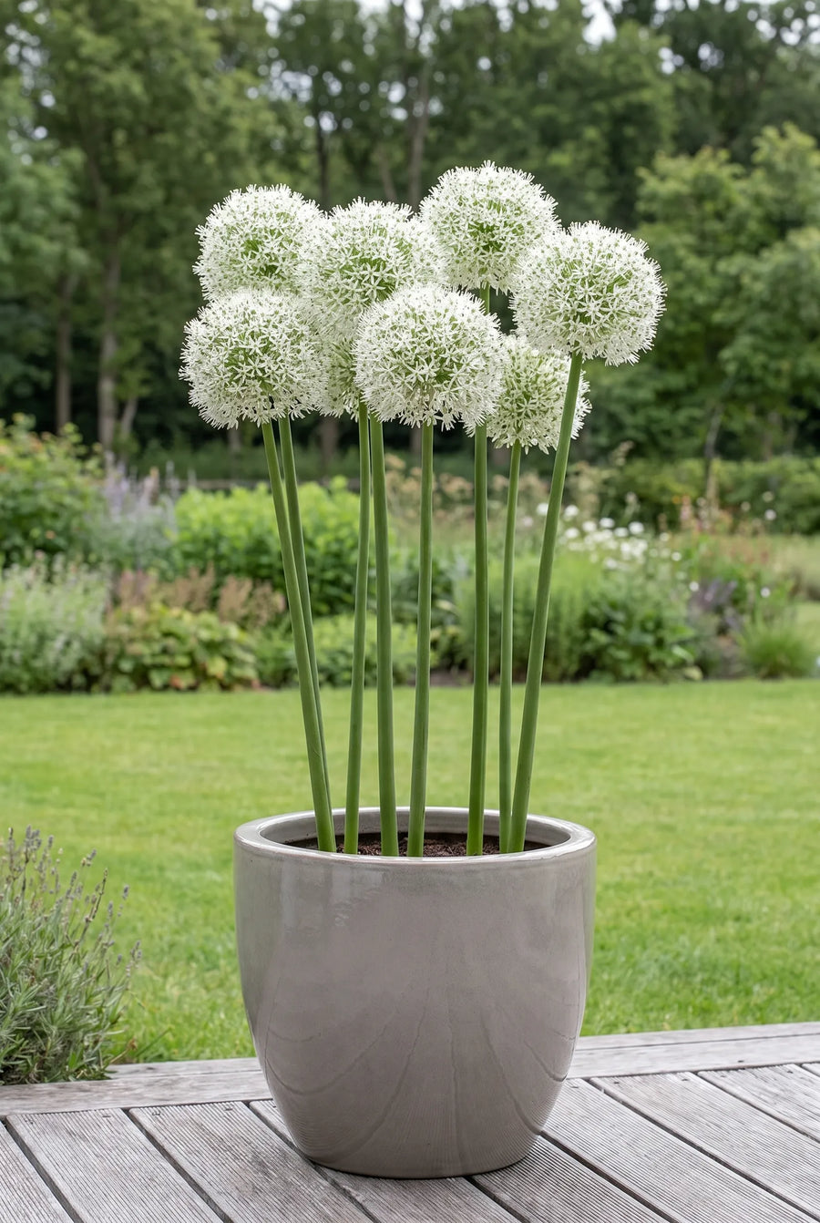 Allium Mount Everest — in pot op terras