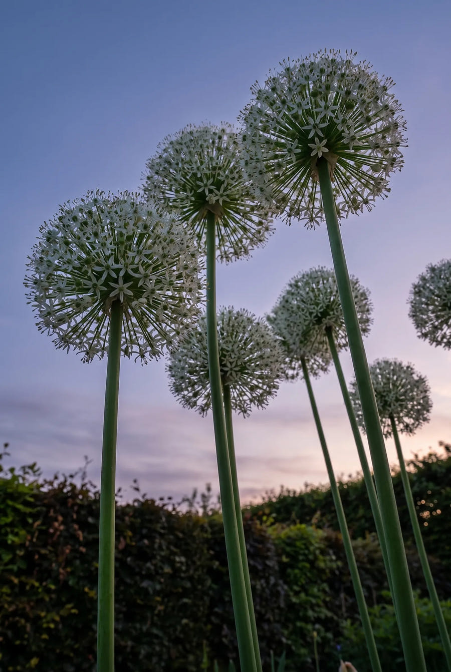 Allium Mount Everest — in de tuin