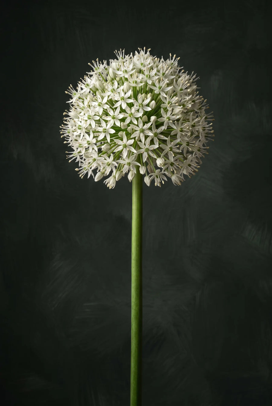 Allium Mount Everest — sfeerbeeld