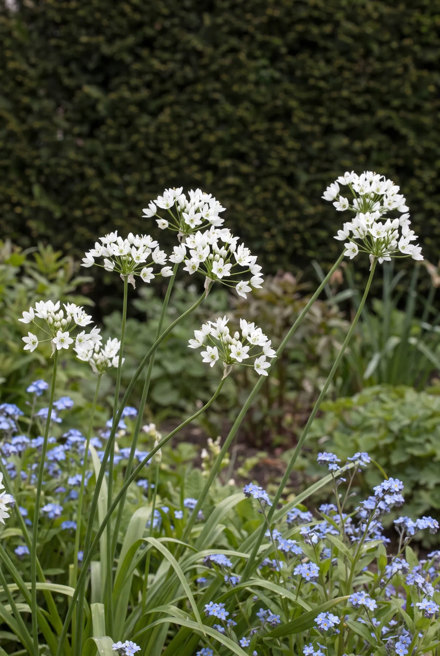 Allium Neapolitanum — in de border