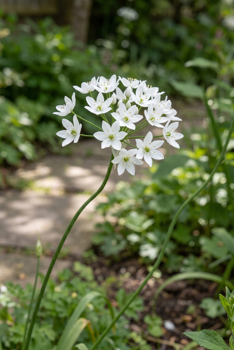 Allium Neapolitanum — close-up van de bloem