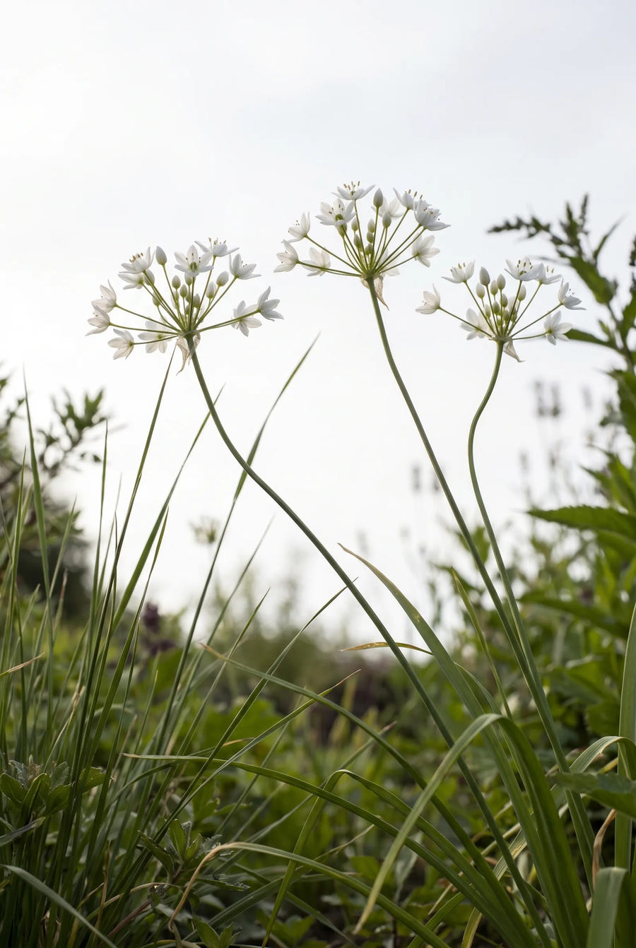 Allium Neapolitanum — in de tuin
