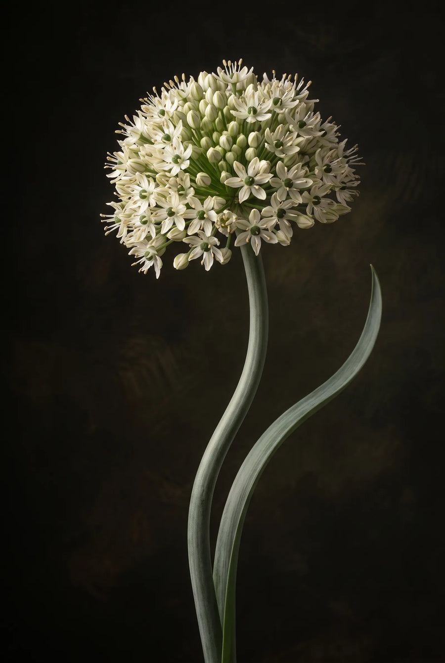 Allium Nigrum — sfeerbeeld