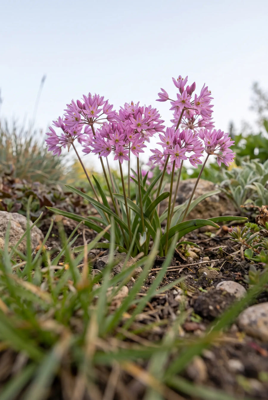 Allium Oreophilum — in de tuin