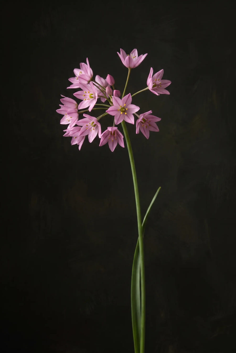 Allium Oreophilum — sfeerbeeld