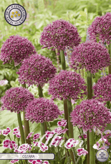 Allium Ostara