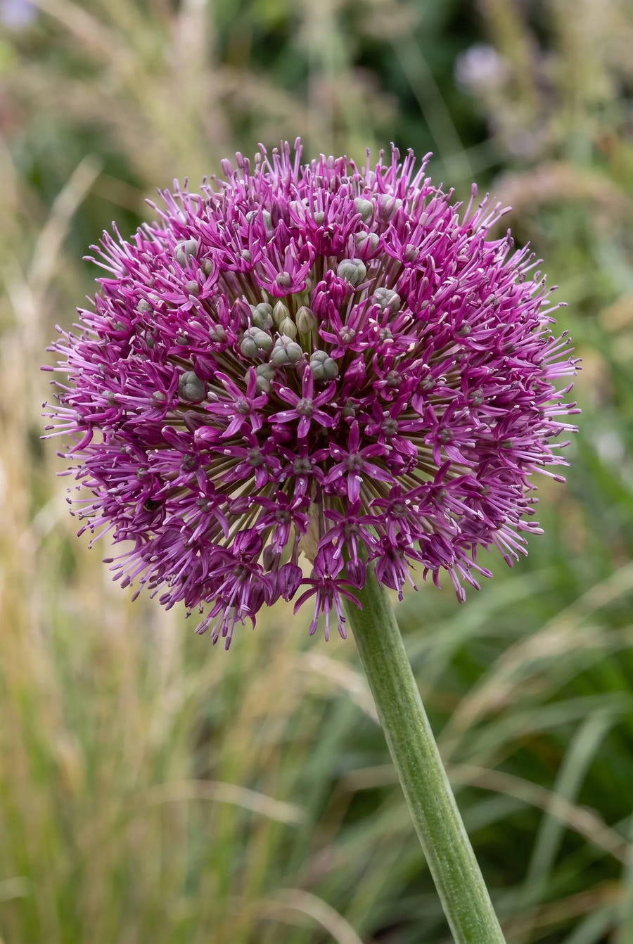 Allium Ostara — close-up van de bloem