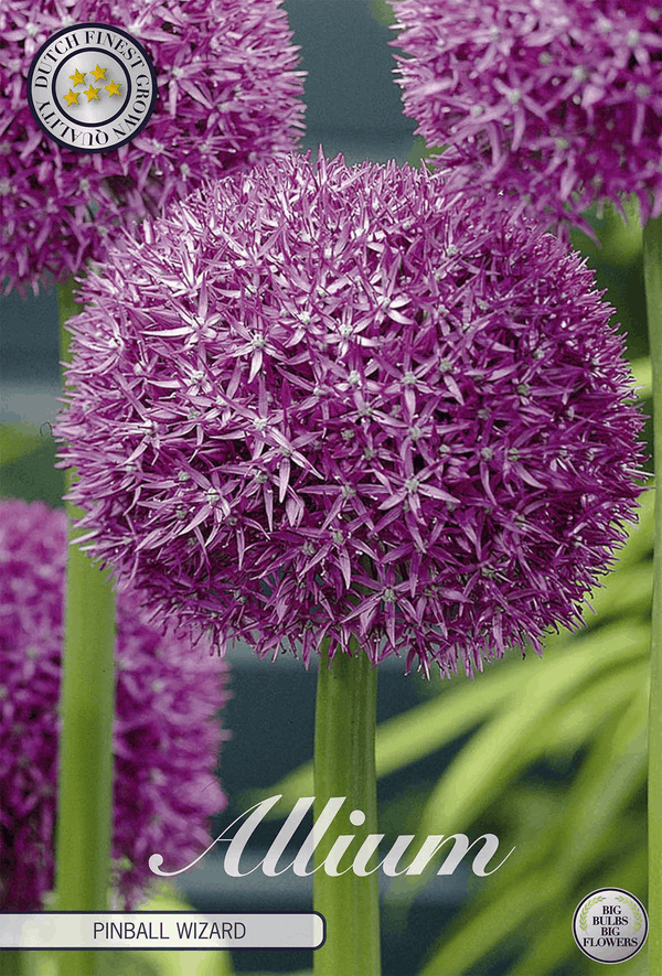 Allium Pinball Wizard