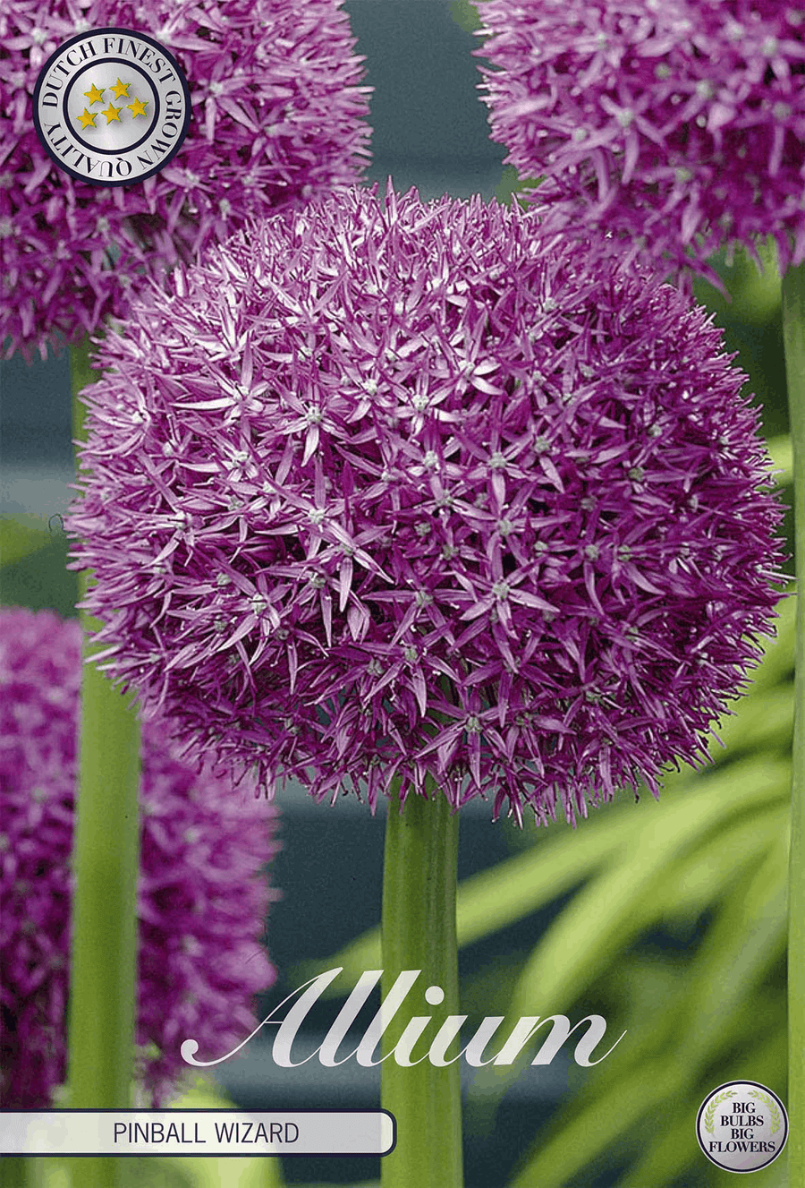 Allium Pinball Wizard