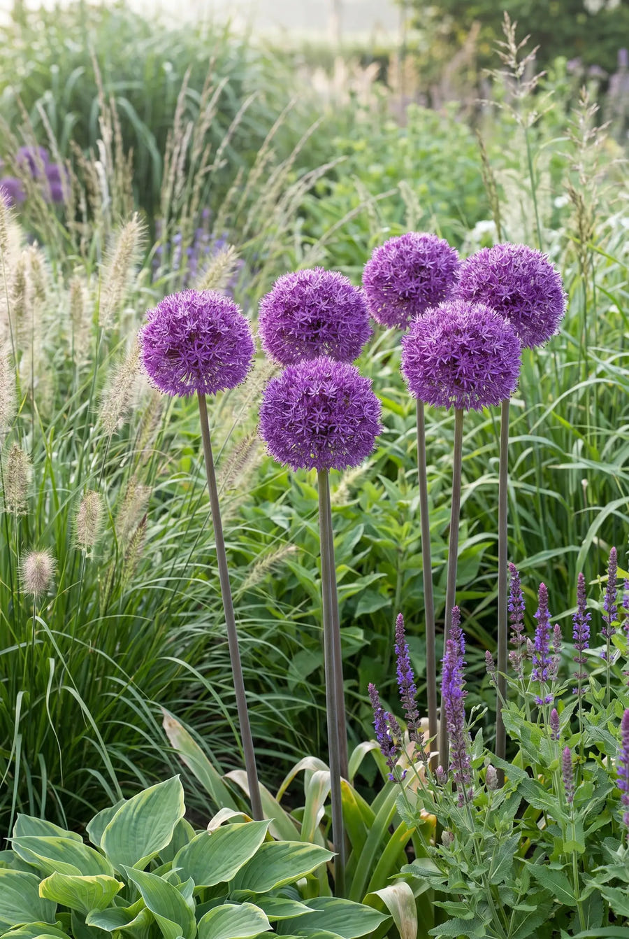 Allium Pinball Wizard — in de border